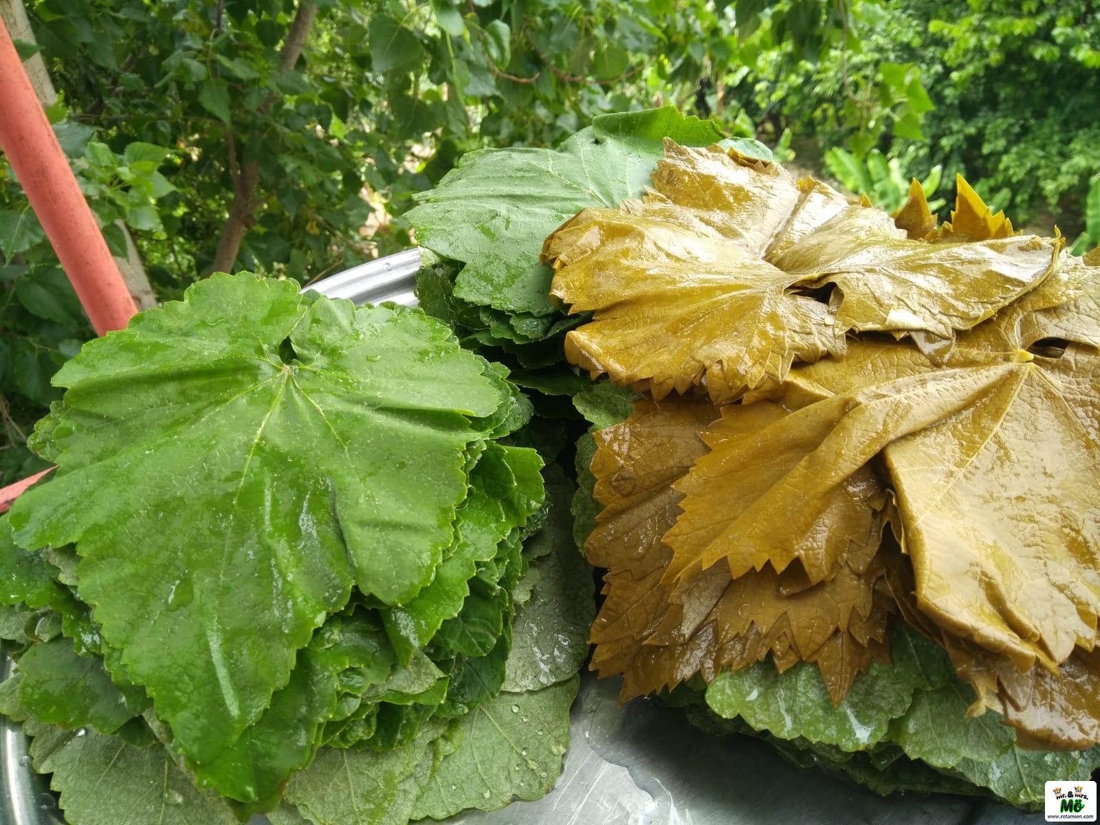 Salamura Yaprak Yapımı Çok Kolay 1 – Salamura Yaprak Yapımı Çok Kolay 1 – salamura yaprak3